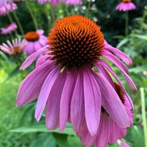 Meet your Posher, Daisy